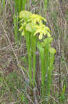 Green pitcherplant